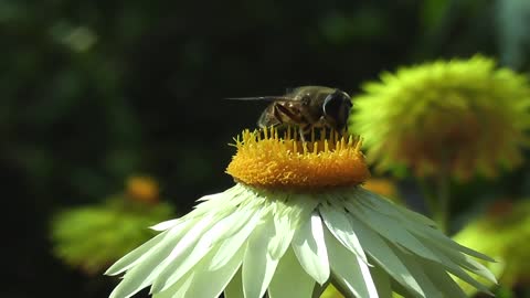 bees on the flowers.