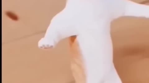 Dancer cat 😍🐈