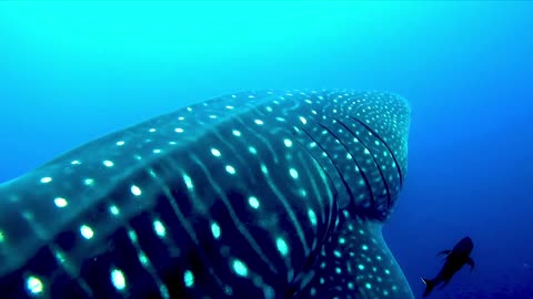 whale sharks swimming