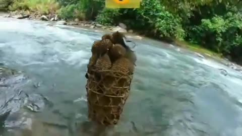 Kisah seorang panggul durian dari padang sumatera barat !!