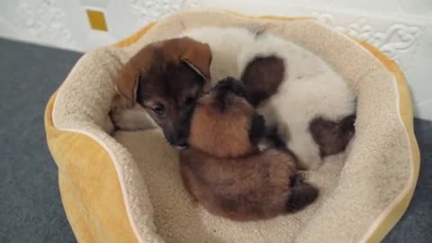 Cute Tiny Puppy Want to Sleep Alone