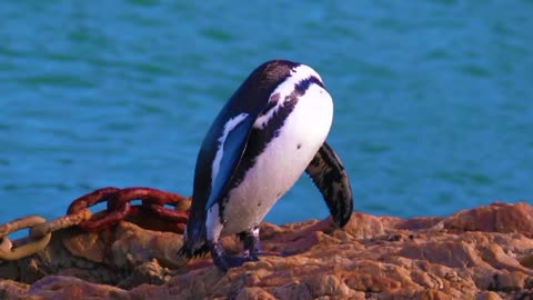 Penguins