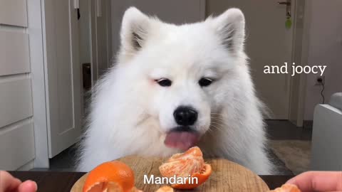 ASMR Dog Reviewing Different Types of Food #3 I MAYASMR