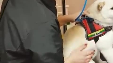 Groomer calms her angry dog