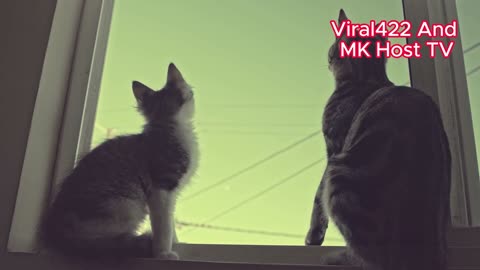 The very best and funniest CAT moments Funny Pet Videos