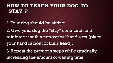 TOP 7 Basic Commands Every Dog Must Know A to Z