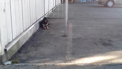 a lonely dog ​​is waiting for its master