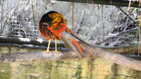 Very relaxing and Beautiful Birds in nature with Birds voice singing