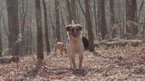 Dogs walking in the woods.