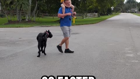 Robot Heeling a Cane Corso