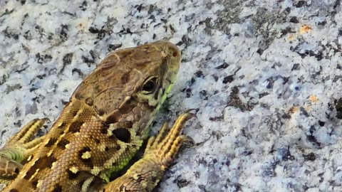 Close-up of a lizard / beautiful reptile on a stone / animals close-up.