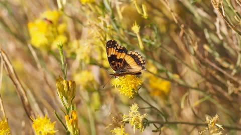 Butterfly Wings Insect Nature Perched Flapping 🌴 🌴