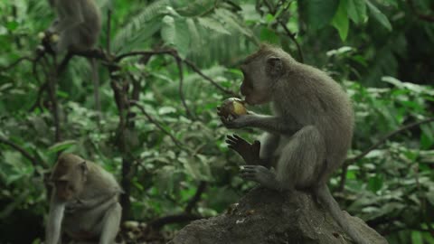 Monkey random shots of eating furits