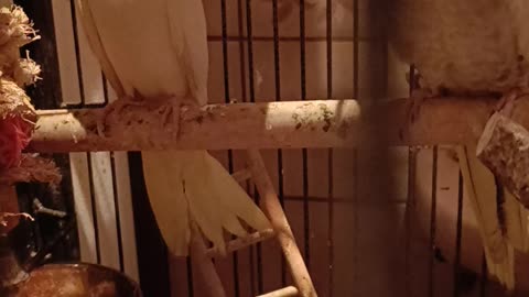 Cockatiel Chicks and Juveniles update