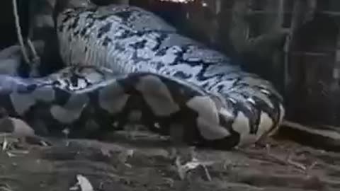 A GIANT PYTHON🐍 SNUCK INTO AN INDIAN VILLAGE