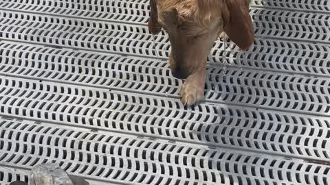 Golden Retriever Dives for Rock