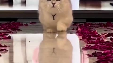 Cat Walk Like Model | Cute Cats