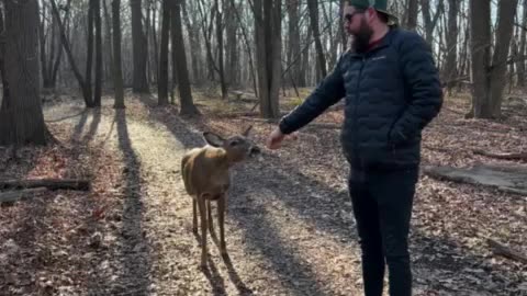 Encountered a deer on a hiking trail. She booped my hand.