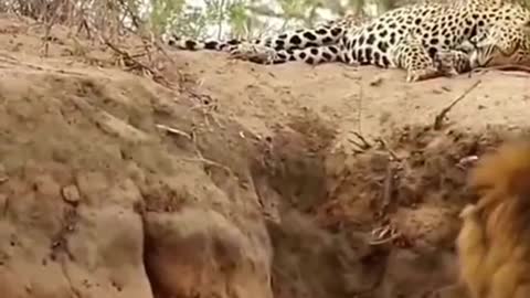 Leopard enjoys its naps being attacked by lion