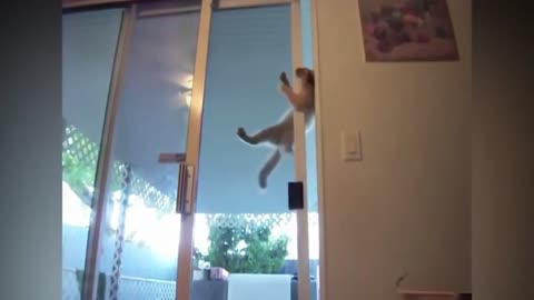 Cat Opens Door Mid-Air