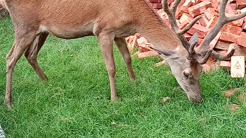 zoo park lahore