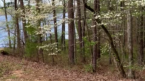 Lots of wild dogwood trees.