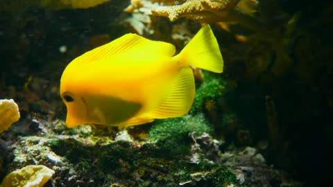 yellow fish swimming among corals