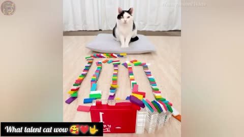 Funniest Cats And Dogs Videos 😂 Funny Animal videos 2024 (part-58)