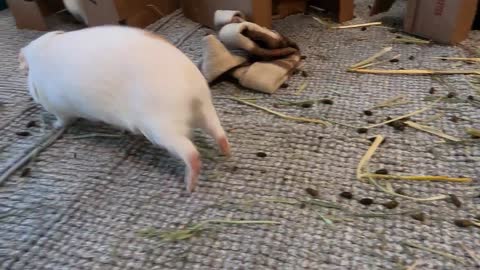 Best guinea pig noises of the wheek!