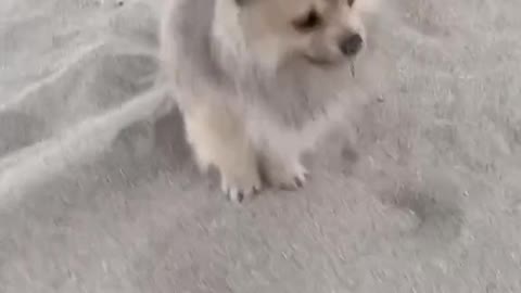 Pomeranian Puppy First Time At The Beach