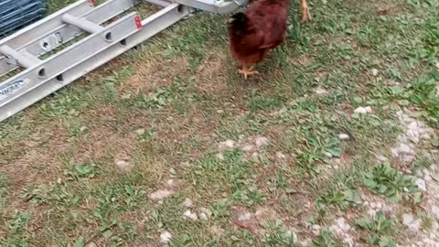 Rhode Island Red