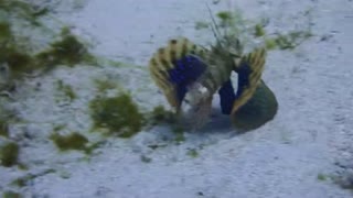 Beautiful Lionfish at siaba besar komodo NP