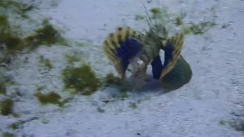 Beautiful Lionfish at siaba besar komodo NP