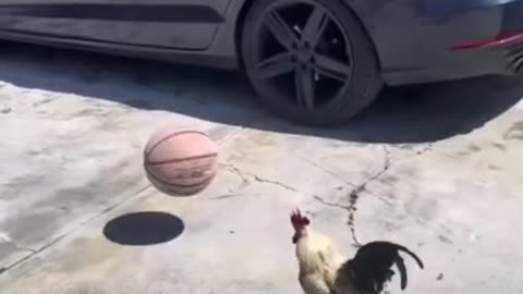 😂😂funny chicken playing football || funny animal