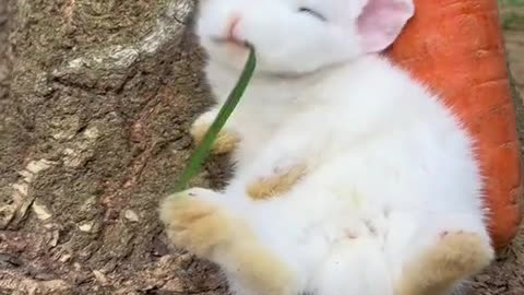 cute rabbit baby