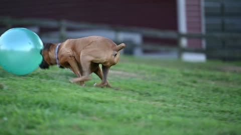 Luna Chases a $5 Walmart ball around the yard