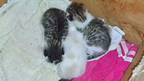 I played with cute newborn kittens 🥰 Beautiful and cute newborn baby kittens