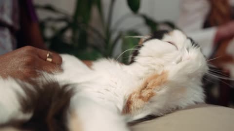 In this video slep cat you can see some naughty and sweet moments of (New Cat Video)