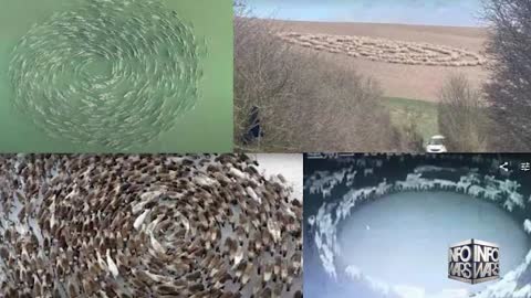 Why are Animals and Insects being seen rotating in concentric circles around the world?