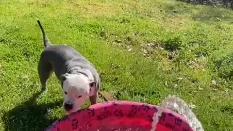 Dog Jumps in Excitement and Other Waits Patiently While Kiddy Pool Gets Filled For Them