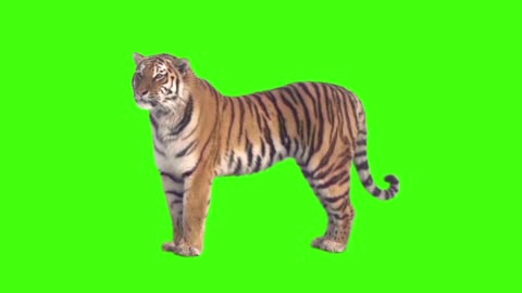 GREEN SCREEN TIGER - FULL HD