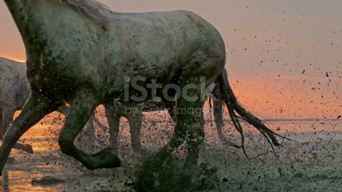 Slow motion short of a herd of horses running in slow water on the beacht