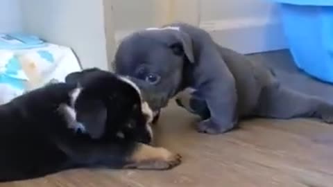 Playful and cute Pug Puppies playing nose to nose