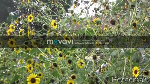 Sunflowers - chop and drop for nitrogen and soil regeneration