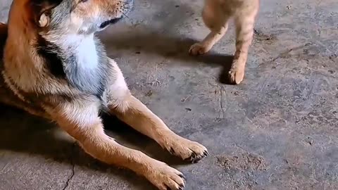 Kitty Cat Jujitsu for puppy dog