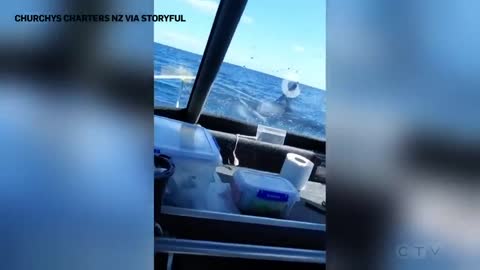 Huge shark jumps onto a fishing vessel in New Zealand _ _It's on the boat!_