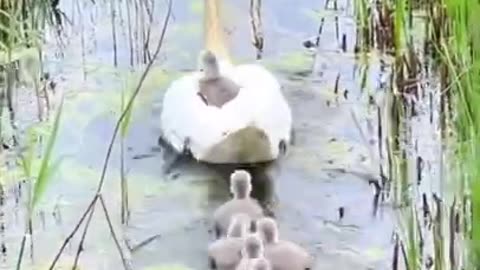 Duck carrying its baby on its back #shorts #viral #shortsvideo #video