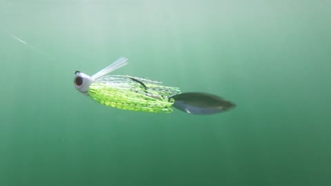 WARBLADE wins | Spotted Bay Bass - MB, CA