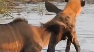 hyena attack on kudu #shorts #hyenavskudu