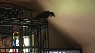 Parrot jams out to favorite hip hop artist